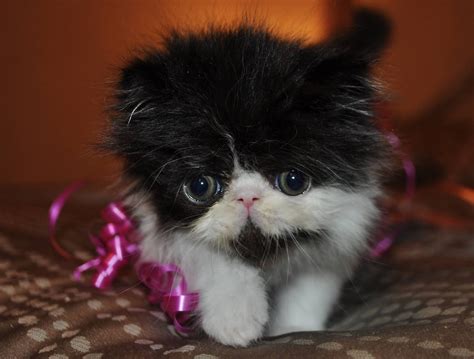 Exotic Shorthairs And Persians In Idaho Kittens On Their Way Cinamon