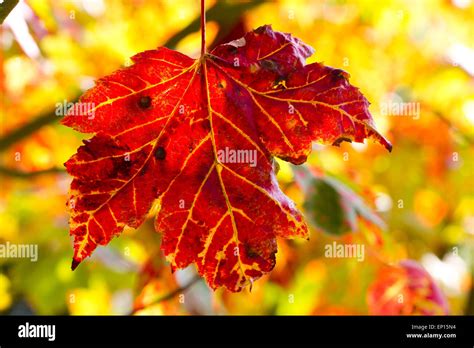 Red Maple Acer Rubrum Leaves On A Tree Turning Red In Autumn