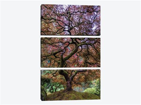 Japanese Maple Tree Canvas Print By Mike Centioli Icanvas