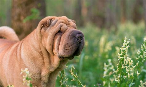 Shar Pei Breed Characteristics Care And Photos Bechewy