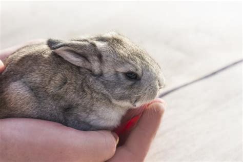 Cómo Cuidar De Un Conejo Recién Nacido Sabioz