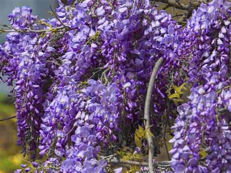 These flowering perennial vines for shade are the perfect solution…they're pretty and practical. Fast Growing Flowering Vines in 2020 (With images) | Fast ...
