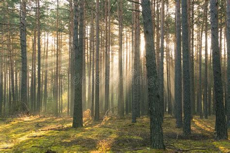 An Autumn Misty Morning In A Tall Pine Forest Stock Photo Image Of