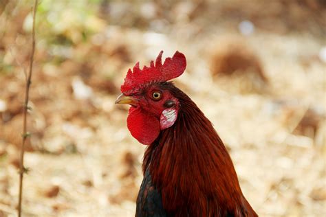 Red Rooster Close Up Photography · Free Stock Photo