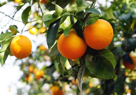 Cold Hardy Citrus Tree Varieties Choosing Citrus Trees For Zone Gardens