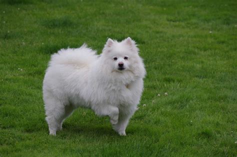 American Eskimo Dog Breed Information Pictures And More