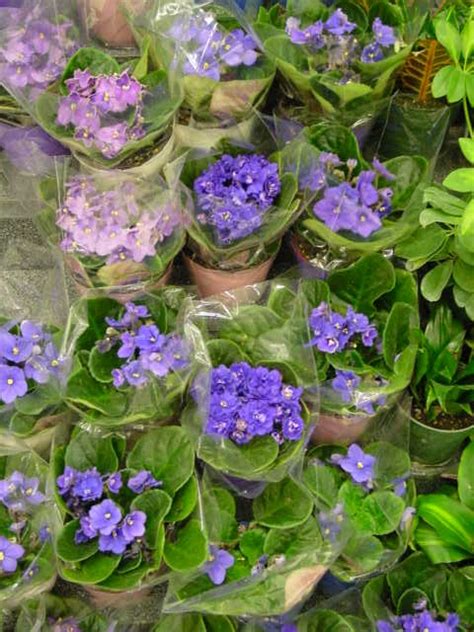 African Violet Saintpaulia Ionantha Easy Care Plants
