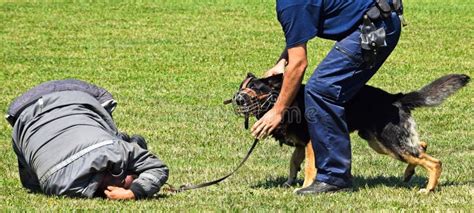 Police Dog In Action Stock Photo Image Of Officer Emergency 61070784