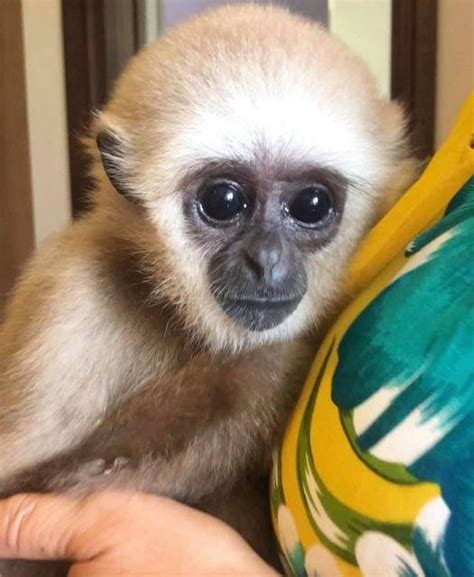 Primates Home Raised Baby Capuchin Monkeys Exotic Animals For Sale