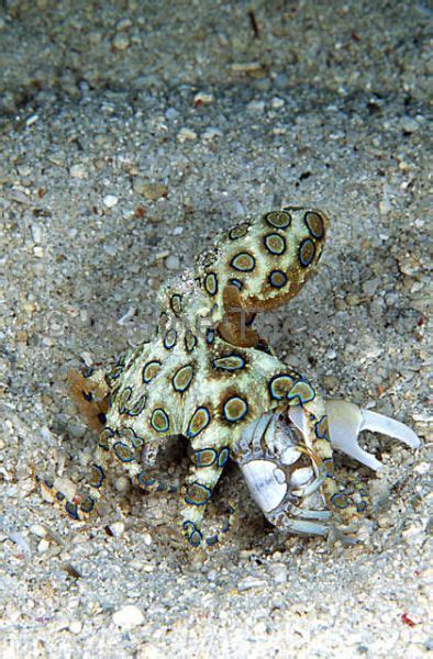 Blue Ringed Octopus Hapalochlaena Sp Marinethemes Stock Photo Library