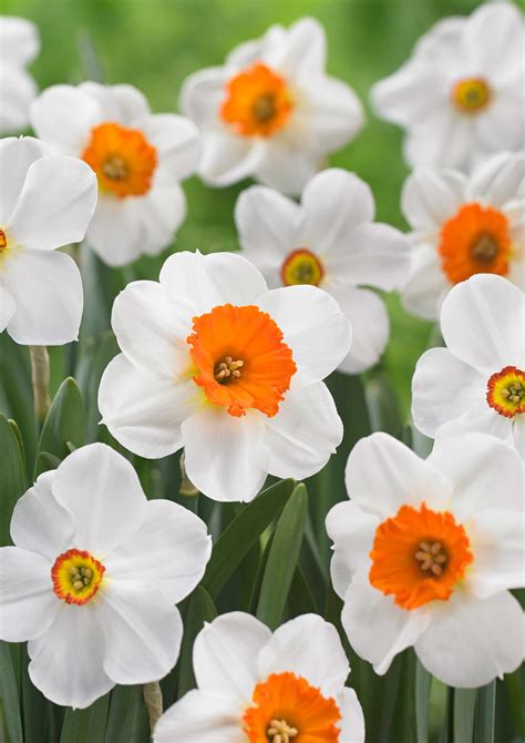 Our Top 10 Daffodils And Why We Love Them Longfield Gardens