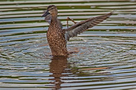 Female Blue Winged Teal Duck Photograph By Ivan Richman