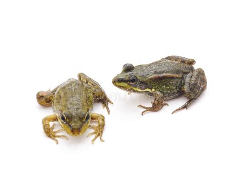 Two Green Frogs Sitting On Leaf Looking On Each Other Stock Image