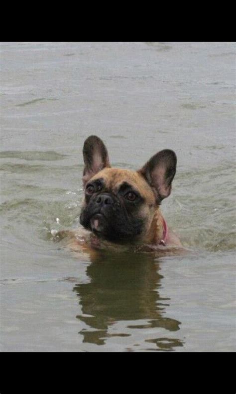 French bulldog chikuwa swimming | explore solutionsoap's. Swimming french bulldog