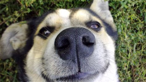 Dog Nose Hd Funny 4k Wallpapers Images Backgrounds