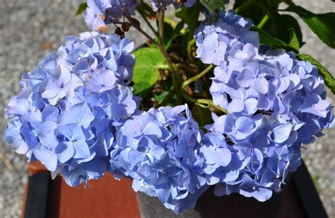 Nikko Blue Hydrangea Growing Propagating And Making Them Bloom