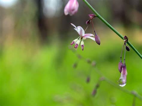 Pale Vanilla Lily Arthropodium Milleflorum Australian Native X 10 Se