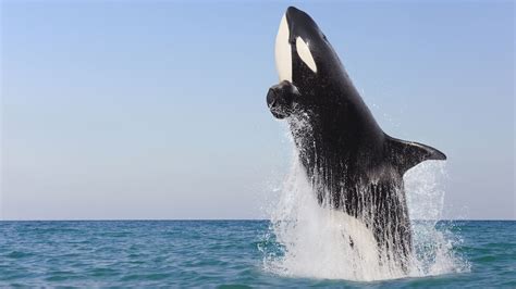 Interesting Facts About Killer Whales Ultimate Guide To Everything