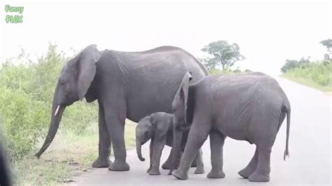 Super Funny And Cute Baby Elephant Videos Compilation