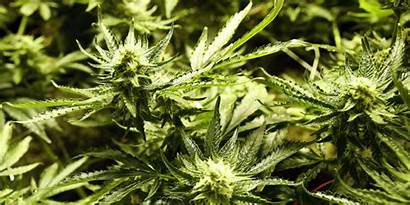 Marijuana Nature Weed Definition Display Drugs Wallpapers