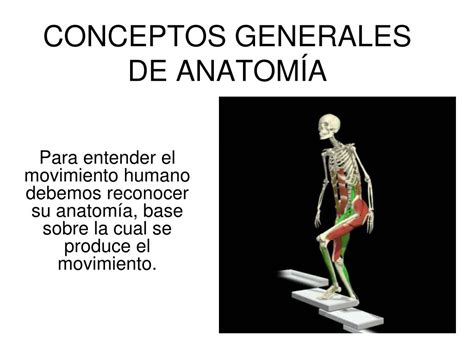 Ppt Conceptos Generales De AnatomÍa Powerpoint Presentation Free