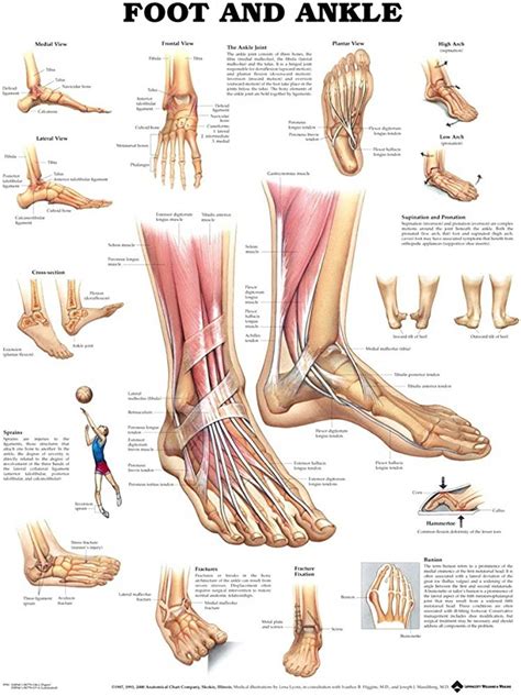 Muscles Of The Foot Laminated Anatomy Chart Massage Ideas Anatomy The Best Porn Website