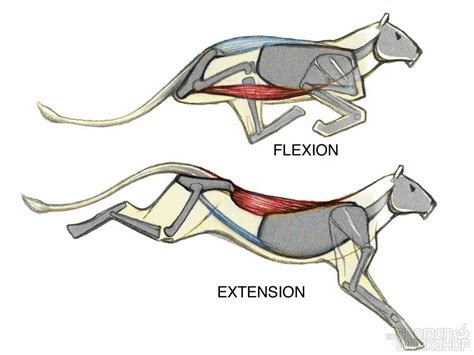 Introduction to Animal Anatomy | The Gnomon Workshop