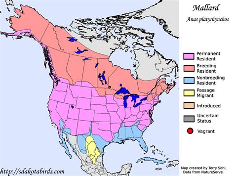 Mallard Species Range Map