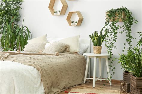 Obwohl oft gesagt wird, dass pflanzen im schlafzimmer ungesund sind, ist dies nicht der fall. Die 8 besten Pflanzen fürs Schlafzimmer | selbermachen.de