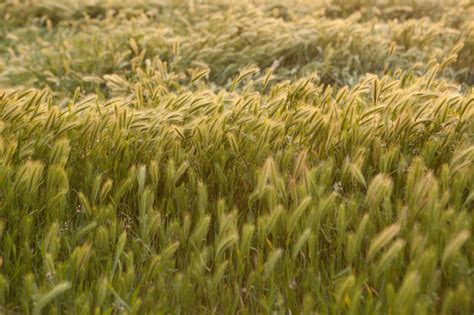 Wild California Rye Grass Horizontal ~ Nature Photos On Creative Market