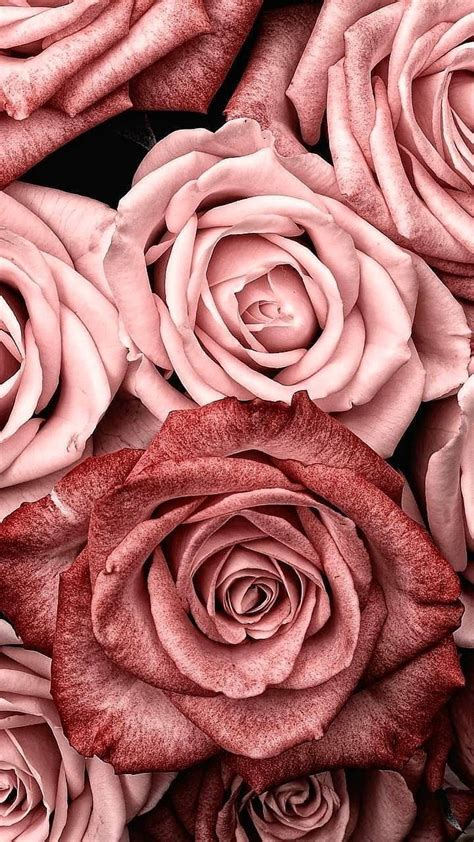 Download Close Up Pink Rose Aesthetic Wallpaper Wallpapers Com