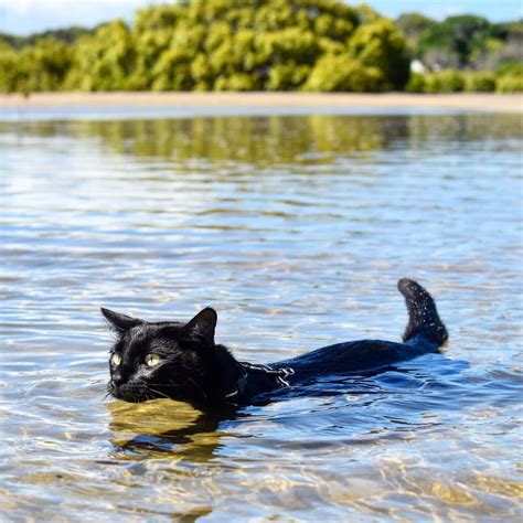 Half Mermaid 🌸 Swimming Cats Adventure Cat Crazy Cats