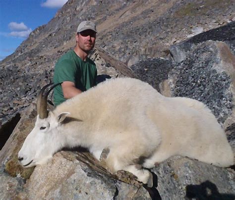 Mountain Goat Hunts North River Outfitting