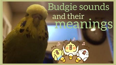 Budgie Sounds And Their Meanings Youtube