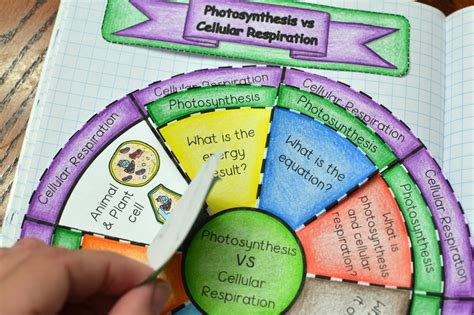 Can plants carry out cellular respiration. Photosynthesis vs Cellular Respiration Wheel Foldable