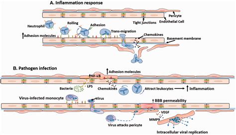 Multifaceted Roles Of Pericytes In Central Nervous System Homeostasis