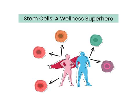 Stem Cells A Wellness Superhero Danai Medi Wellness