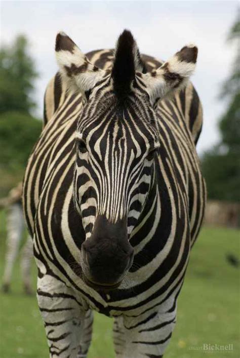 Charming Zebra Animals Still Life Stuart Bicknell Photography