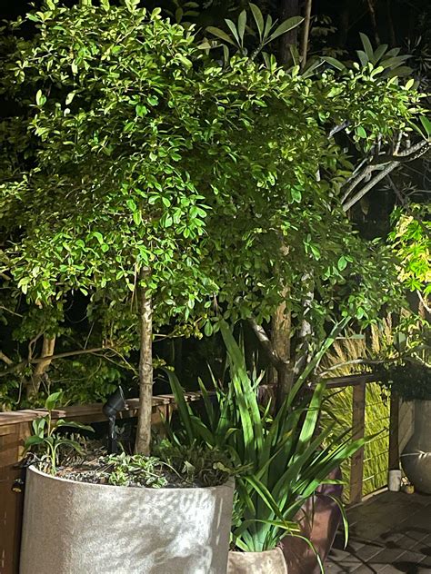 DR AGUSTINA HILARIO DUR&Aacute;N 1809 981-6990 (@dra_duranofficial) on Threads