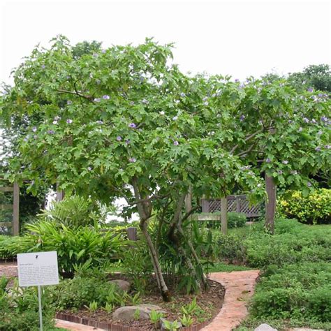 20 Pilihan Pokok Pokok Teduhan Berbunga