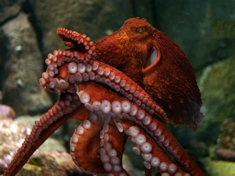 The Giant Pacific Octopus Holds The Record Of Being The Worlds Largest