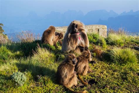 Wildlife Of Ethiopia Ethiopia Wildlife Ethiopia Animal And Plants