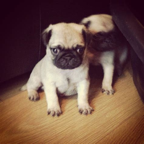 Pug puppies for sale Kidderminster Worcestershire Pets4Homes | Pug ...