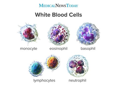 White Blood Cells Function Ranges Types And More