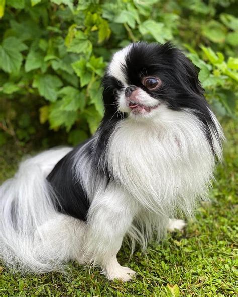 15 Cool Facts About Japanese Chin Page 5 Of 5 The Dogman