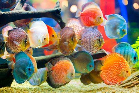 9 Jenis Ikan Hias Air Tawar Yang Cantik Untuk Akuarium