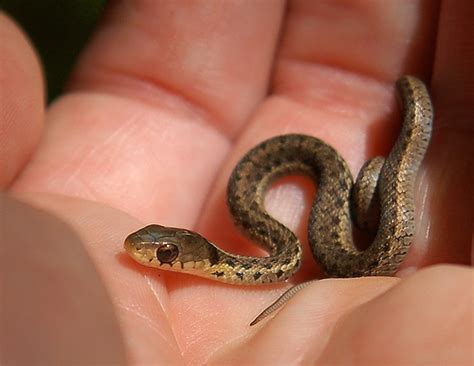 Then the spaniard was asked to swear that the horse was his own and he had had it for many years. Baby Snakes