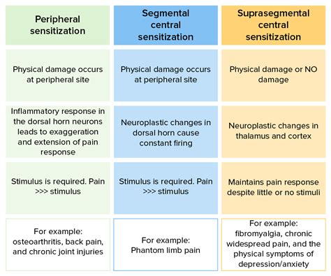 Pain Types And Pathways Concise Medical Knowledge