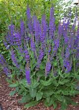 Images of Pictures Of Salvia Flowers