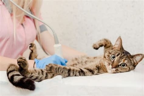 Hernia In Cats Pet Care Bytes